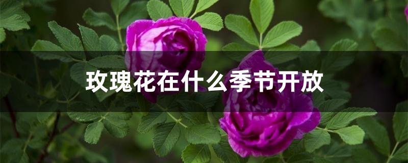 玫瑰花在什么季节开放