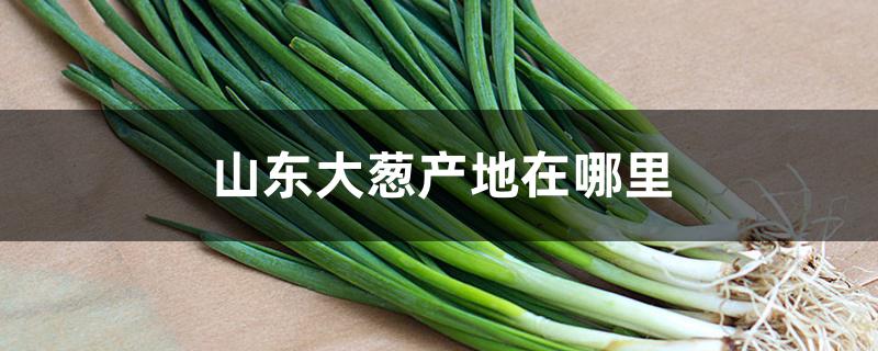 山东大葱产地在哪里 山东大葱产地在哪里