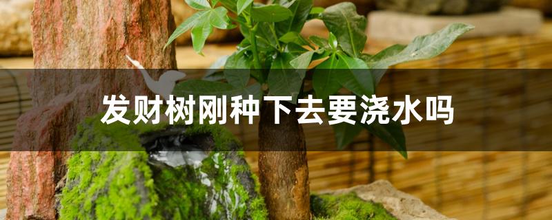 发财树刚种下去要浇水吗