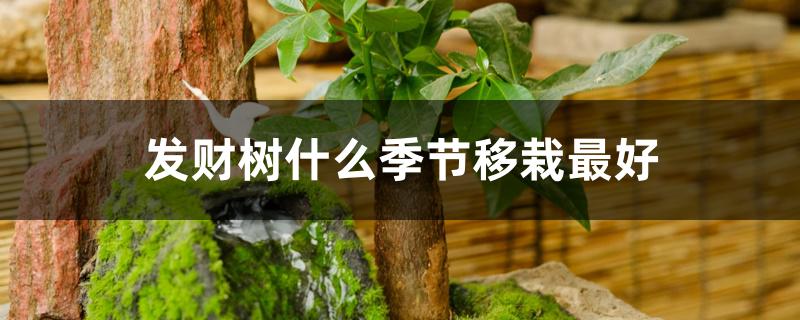 发财树什么季节移栽最好