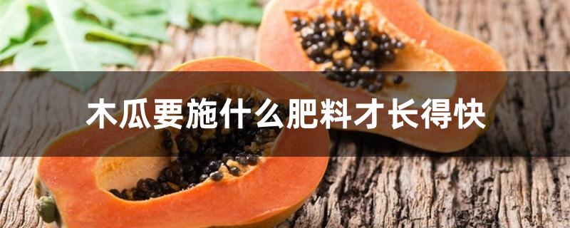 木瓜要施什么肥料才长得快