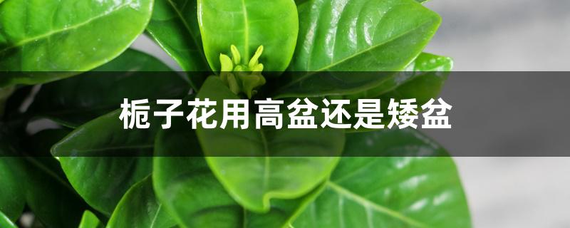 栀子花用高盆还是矮盆