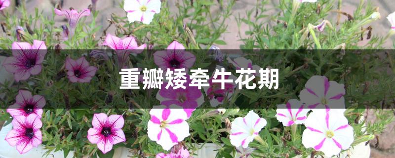 重瓣矮牵牛花期