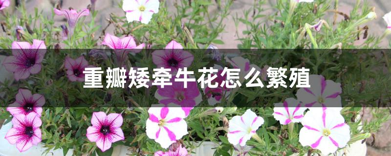 重瓣矮牵牛花怎么繁殖