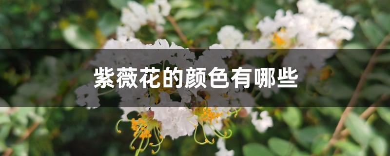 紫薇花的颜色有哪些
