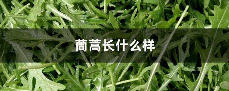 茼蒿长什么样