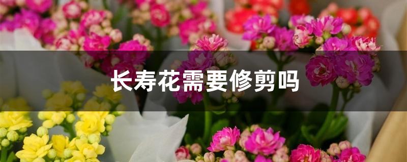 长寿花需要修剪吗