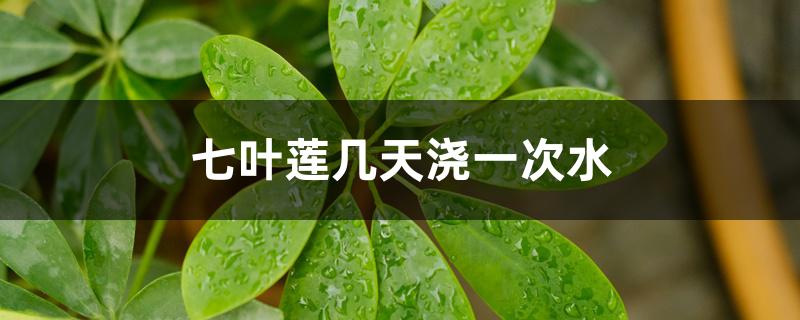 七叶莲几天浇一次水