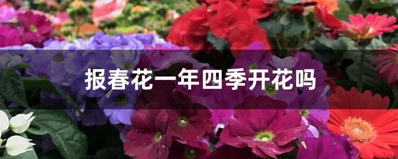 报春花一年四季开花吗