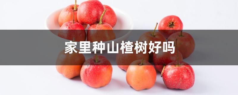 家里种山楂树好吗