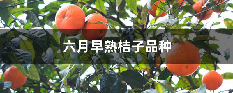 六月早熟桔子品种