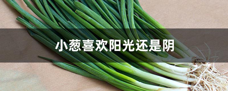 小葱喜欢阳光还是阴