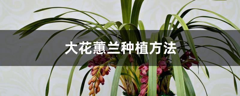 大花蕙兰种植方法