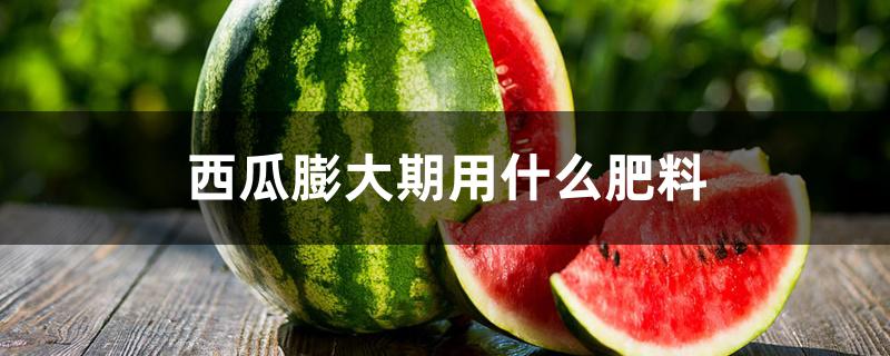 西瓜膨大期用什么肥料