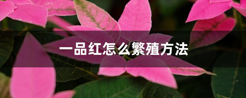 一品红怎么繁殖方法 一品红怎么繁殖方法