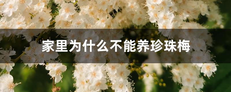 家里为什么不能养珍珠梅