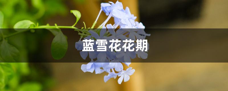 蓝雪花花期