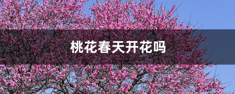 桃花春天开花吗