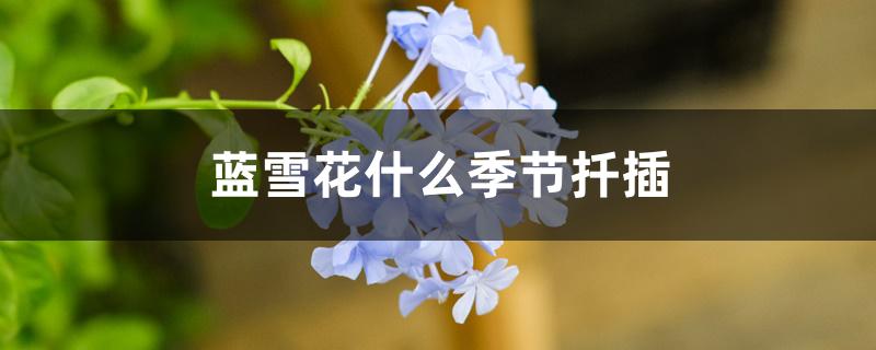 蓝雪花什么季节扦插