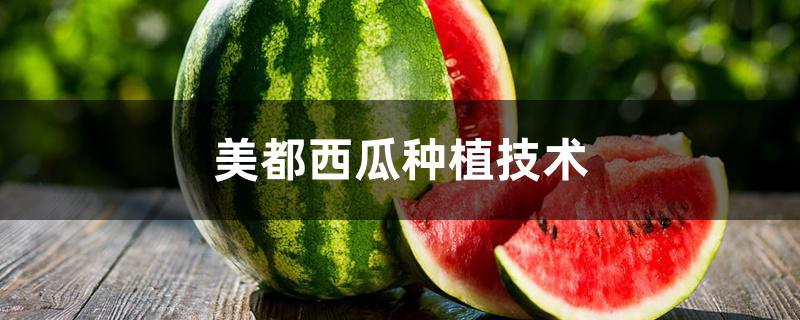美都西瓜种植技术 美都西瓜种植技术