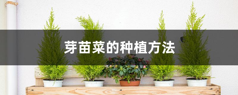 芽苗菜的种植方法