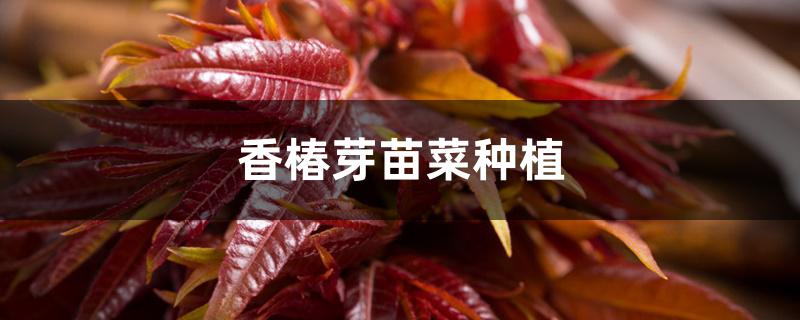 香椿芽苗菜种植