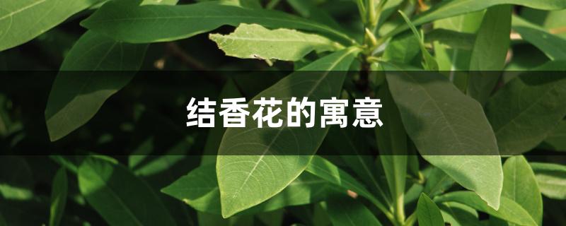 结香花的寓意