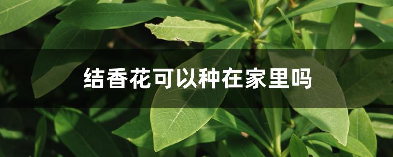 结香花可以种在家里吗 结香花可以种在家里吗