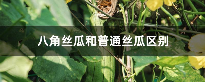 八角丝瓜和普通丝瓜区别 八角丝瓜和普通丝瓜区别