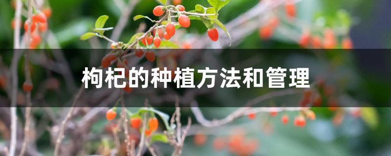 枸杞的种植方法和管理