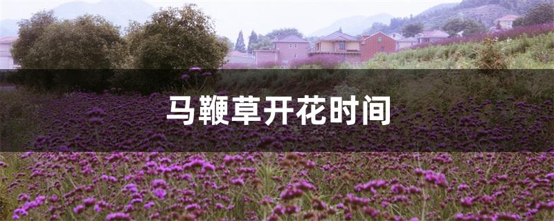 马鞭草开花时间