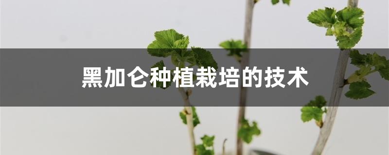 黑加仑种植栽培的技术