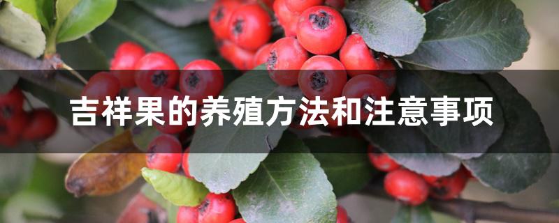 吉祥果的养殖方法和注意事项