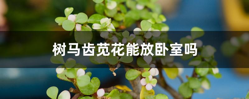 树马齿苋花能放卧室吗