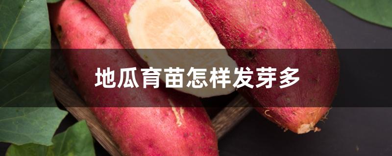 地瓜育苗怎样发芽多 地瓜育苗怎样发芽多