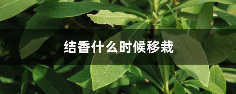 结香什么时候移栽