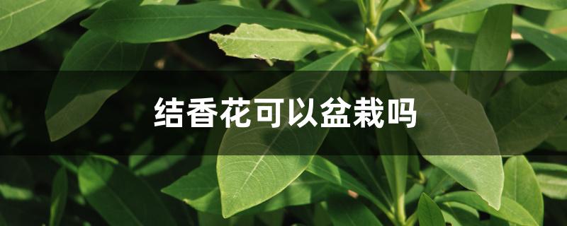 结香花可以盆栽吗