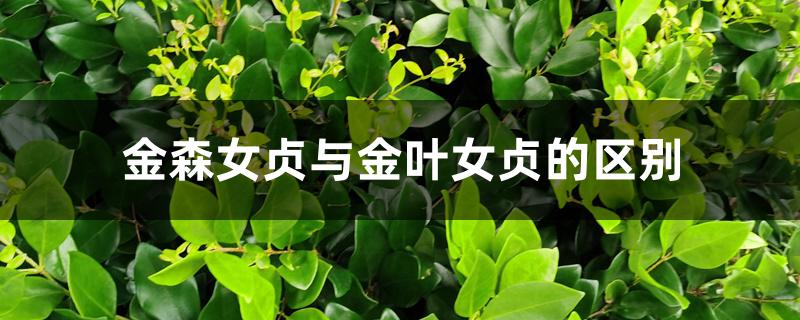 金森女贞与金叶女贞的区别