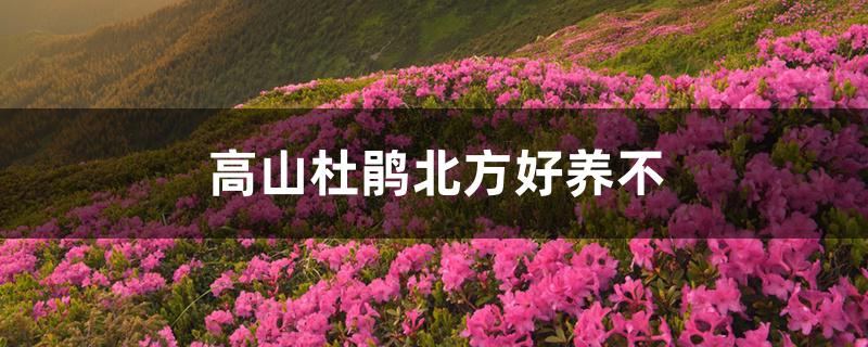 高山杜鹃北方好养不