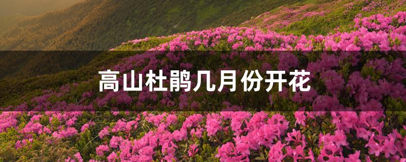 高山杜鹃几月份开花