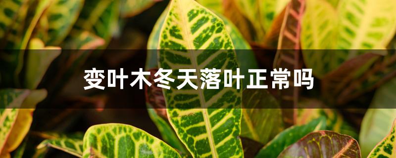 变叶木冬天落叶正常吗