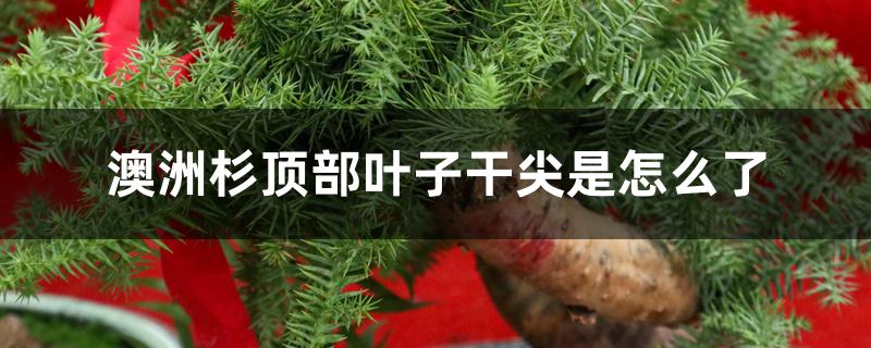 澳洲杉顶部叶子干尖是怎么了