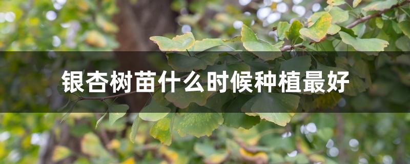 银杏树苗什么时候种植最好