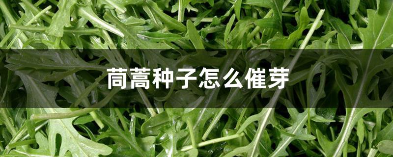 茼蒿种子怎么催芽