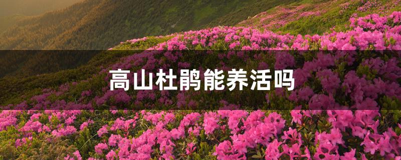高山杜鹃能养活吗