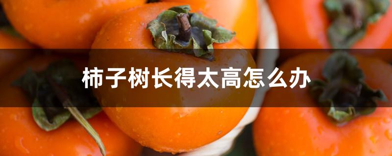 柿子树长得太高怎么办