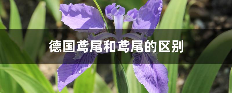 德国鸢尾和鸢尾的区别