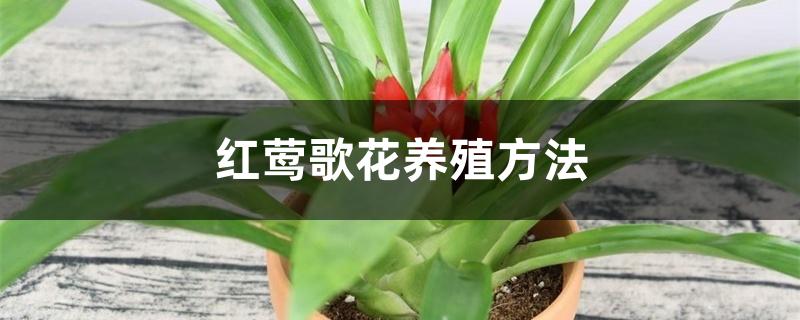 红莺歌花养殖方法