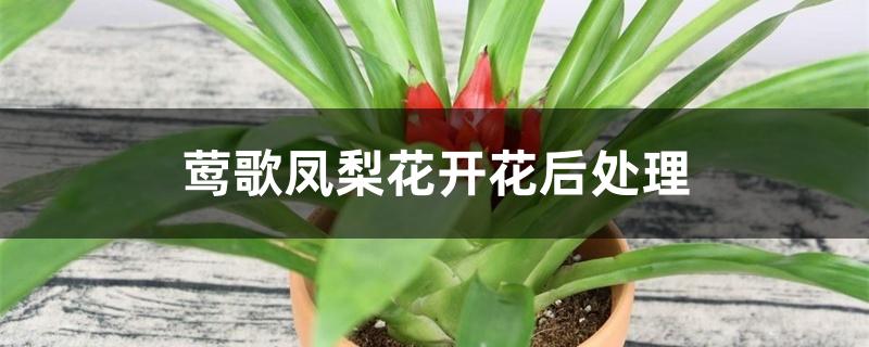 莺歌凤梨花开花后处理