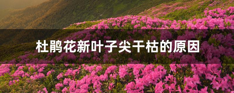 杜鹃花新叶子尖干枯的原因 杜鹃花新叶子尖干枯的原因
